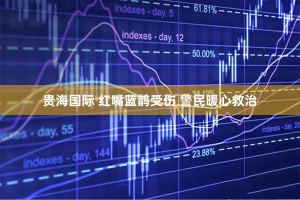 贵海国际 红嘴蓝鹊受伤 警民暖心救治